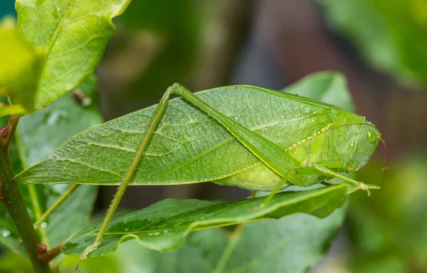 Una Toma Selectiva Enfoque Grillo Verde —  Fotos de Stock