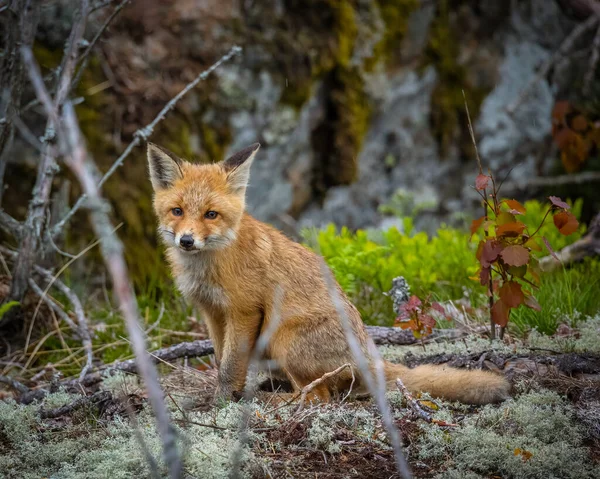 Shallow Fox Fox Forest — стоковое фото
