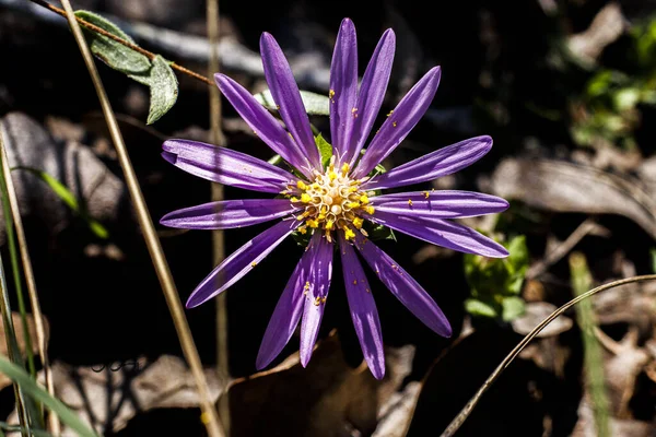 Beautiful Shot Purple Flower Garden — Stock Photo, Image