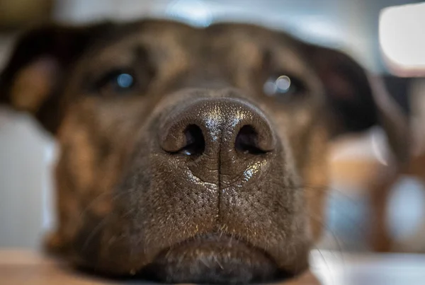 Geçmişi Bulanık Sevimli Kahverengi Köpek Yüzlü Bir Yakın Çekim — Stok fotoğraf