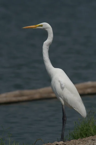 Aigrettes Hérons Dans Les Rizières Eau — Photo