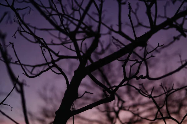 Una Silhouette Rami Albero Uno Sfondo Cielo Viola Tramonto — Foto Stock