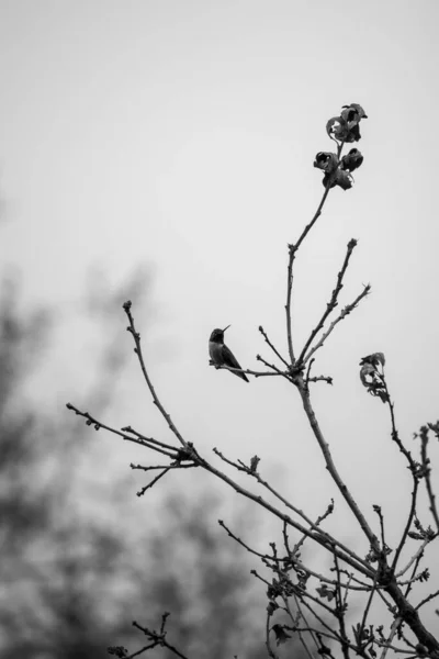 Szary Strzał Ptaszka Siedzącego Gołej Gałęzi Drzewa Polu Zamazanym Tłem — Zdjęcie stockowe