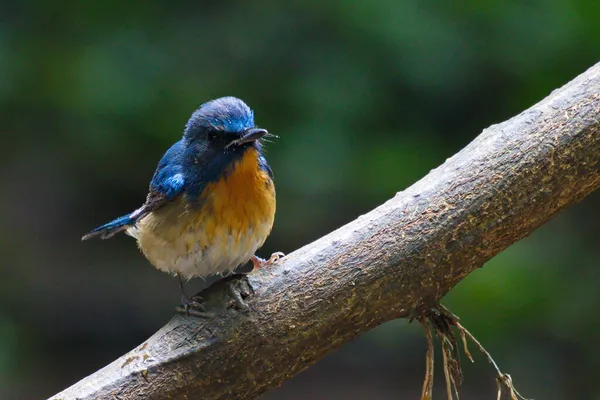 Vários Diferentes Pássaros Flycatcher Bonito — Fotografia de Stock