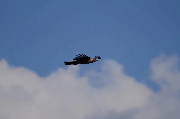 Verschillende Roofvogels Adelaars Haviken Valken — Stockfoto