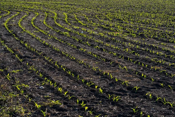 最近在阿根廷圣达菲的Firmat播种的玉米地 — 图库照片