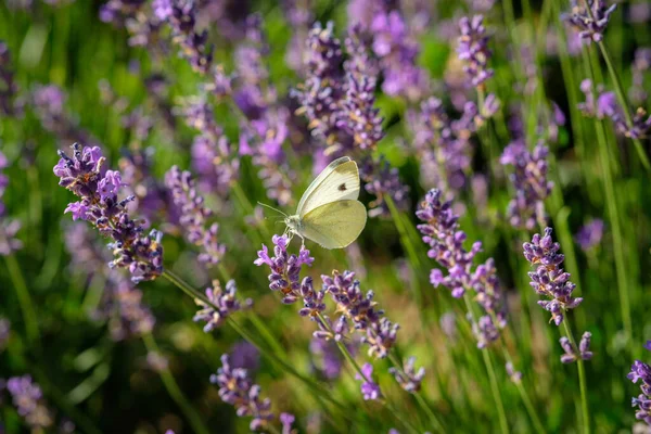 Papillon Blanc Chou Une Fleur Lavande Pourpre — Photo