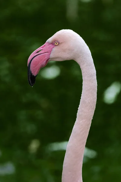 Egy Kecses Flamingó Portréja Elmosódott Zöld Háttérrel — Stock Fotó