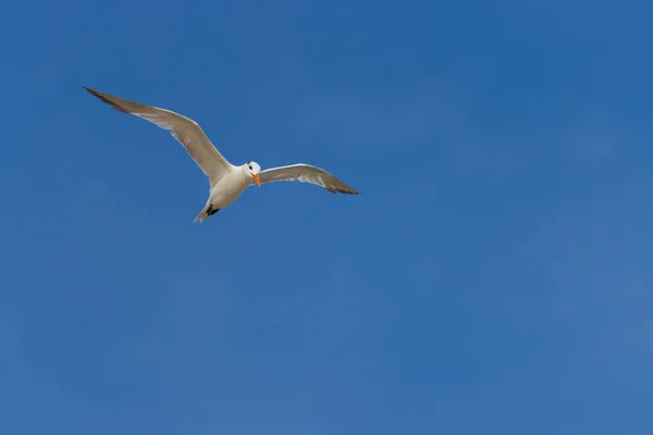 Utsikten Över Den Snöiga Krönta Tanden Flyger Skyn — Stockfoto