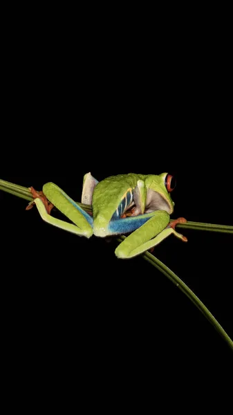 Retrato Agalychnis Callidryas Uma Folha Contra Fundo Escuro — Fotografia de Stock