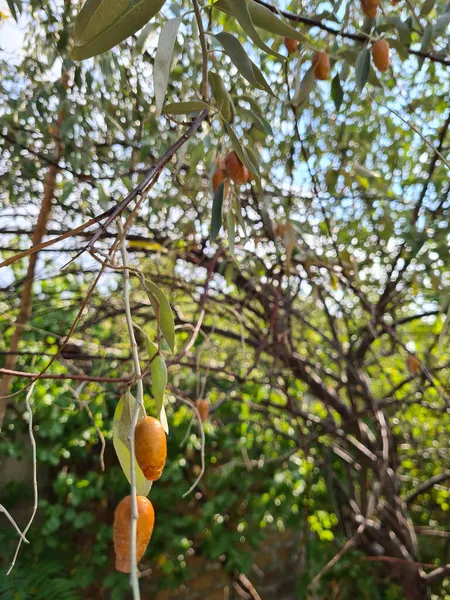 Ένα Πλάνο Των Κλαδιών Ενός Δέντρου Φρούτα — Φωτογραφία Αρχείου