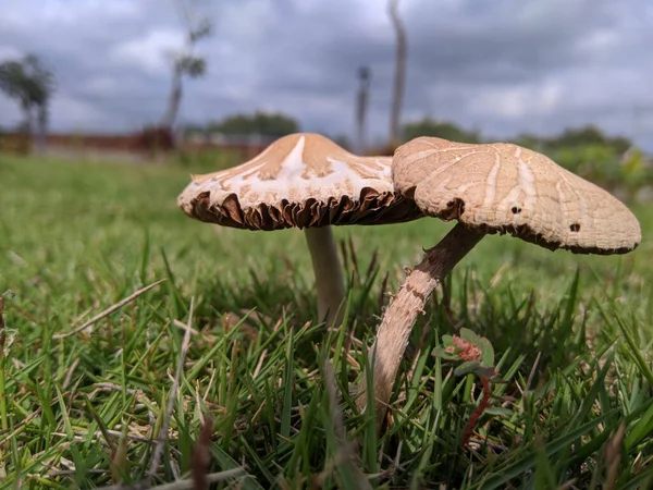 Eine Nahaufnahme Von Pilzen Auf Einem Feld — Stockfoto