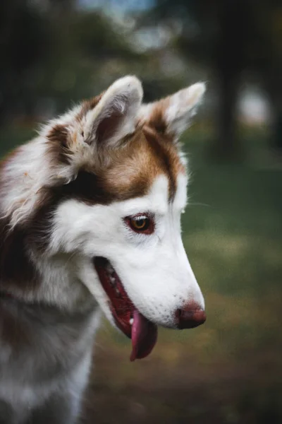 Ένα Κάθετο Πορτραίτο Ενός Σιβηρίας Husky Σκύλου Στο Πάρκο — Φωτογραφία Αρχείου