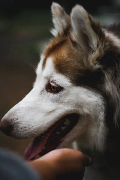 Vertikal Bild Sibirisk Husky Leka Med Sin Ägare — Stockfoto