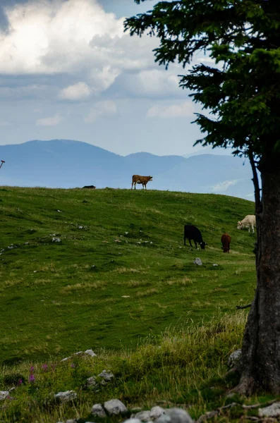 Rural Areas Slovenia Aug 2021 아름다운 슬로베니아 북부의 인기있는 목적지들의 — 스톡 사진