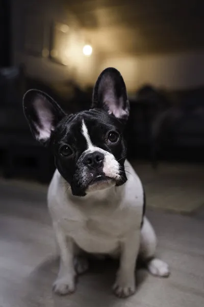 Retrato Adorável Bulldog Francês Doméstico Chão Casa — Fotografia de Stock