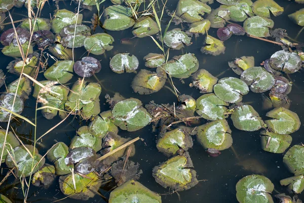 水面に浮かぶナットの葉の風景 — ストック写真