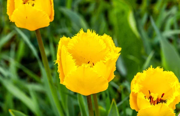 植物园中明亮的黄色郁金香花的特写 — 图库照片