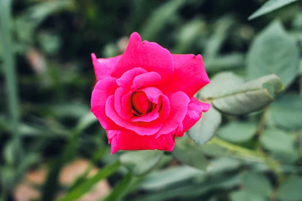 一朵艳丽的粉红色玫瑰的特写镜头 — 图库照片