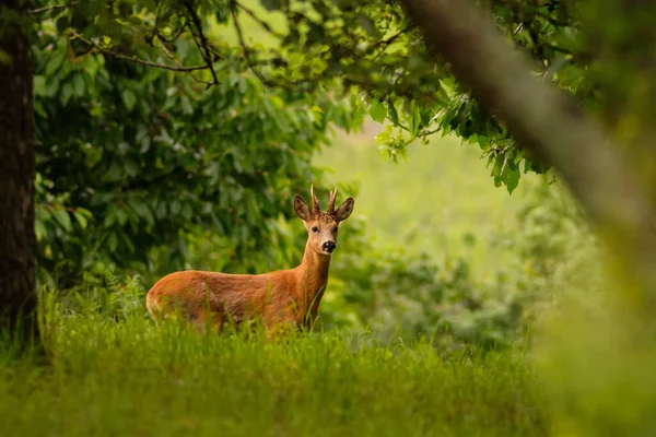 Roebuck Egy Zöld Réten Fákkal — Stock Fotó