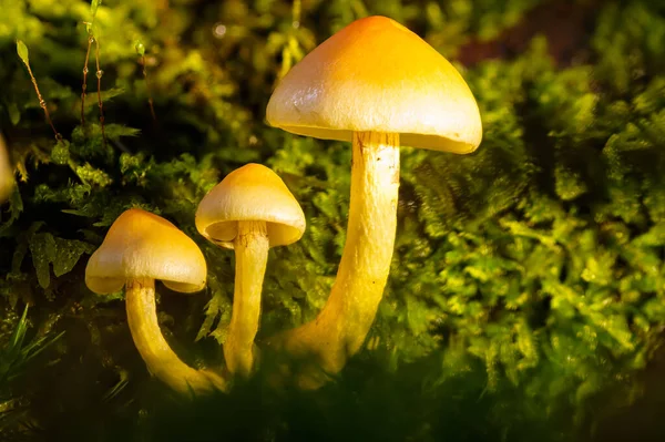 Egy Közeli Felvétel Három Gombáról Zöld Mohán Napfényben — Stock Fotó