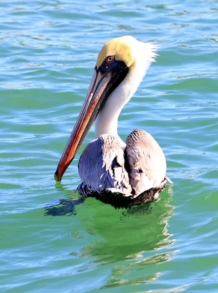Eine Vertikale Aufnahme Eines Braunen Pelikans Auf Dem Wasser Sonnenlicht — Stockfoto