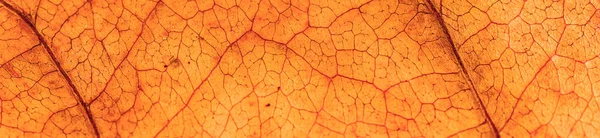 Panoramatický Snímek Textury Oranžového Listu Pozadí — Stock fotografie
