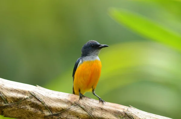 Varios Pájaros Pecker Flor Lindo — Foto de Stock