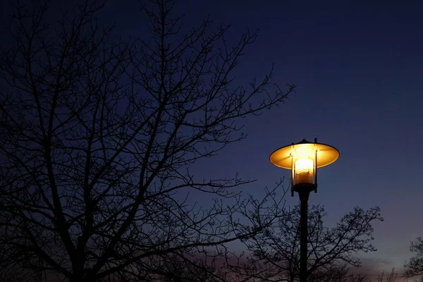 夜晚一棵光秃秃的树 公园里有一盏路灯 — 图库照片