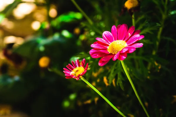 Výběrový Snímek Kvetoucích Sedmikrásek — Stock fotografie