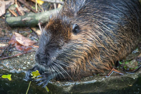 Kerkrade Netherlands Oct 2021 Closeup Nutria Pond — стокове фото