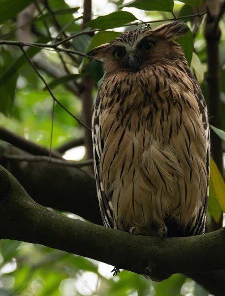 Uma Coruja Empoleirada Ramo Árvore Parque — Fotografia de Stock