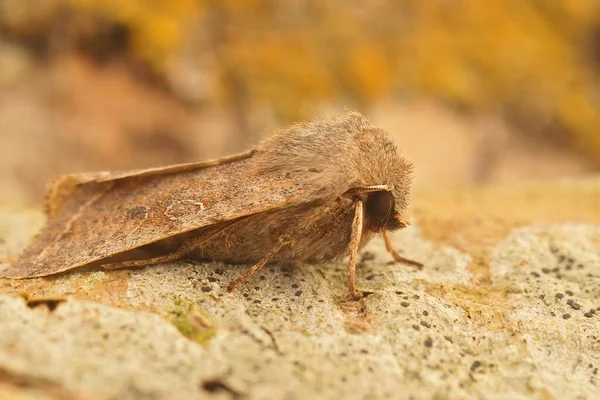 Nahaufnahme Der Trüben Motte Orthosia Incerta Auf Einem Stück Holz — Stockfoto