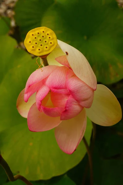 Flores Semillas Una Flor Loto Jardín Botánico Frankfurt Hermoso Rosa —  Fotos de Stock