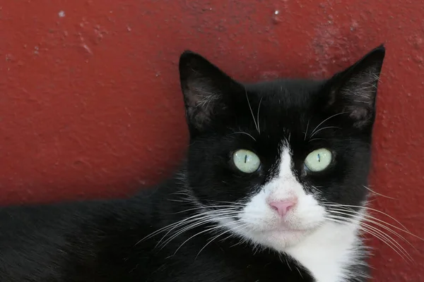 Retrato Gato Preto Adorável Contra Uma Parede Vermelha Livre — Fotografia de Stock