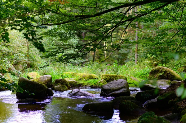 Řeka Aist Teče Mechem Obklopená Zelenými Stromy Slunečného Dne — Stock fotografie