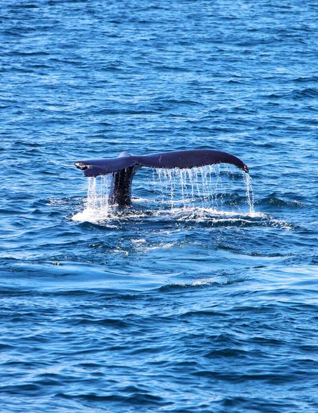 海のザトウクジラの尾の垂直ショット — ストック写真