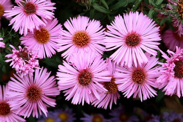 Zbliżenie Ujęcie Niebieskiego Drewna Aster — Zdjęcie stockowe