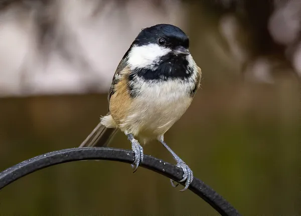 Closeup Shot Great Tit Bird Metal Rod — Zdjęcie stockowe