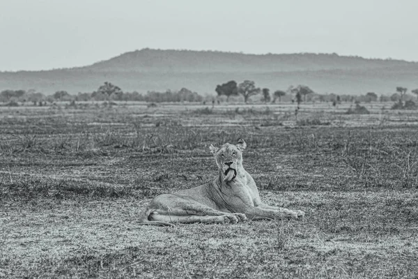 Een Grijze Foto Van Leeuwin Safari Nationaal Park Mikumi Tanzania — Stockfoto