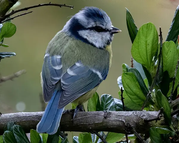 Closeup Shot Eurasian Tit Bird Perched Branch — Photo