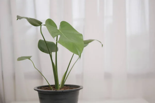 Monstera Plant Een Pot Met Felgroene Bladeren Geplaatst Tafel Woonkamer — Stockfoto