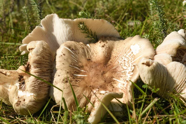 一张白色大蘑菇的特写照片 — 图库照片