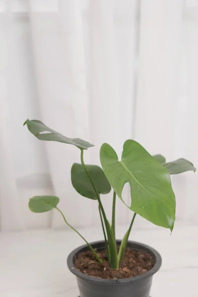 Monstera Plant Pot Bright Green Leaves Placed Table Living Room — Stock Photo, Image