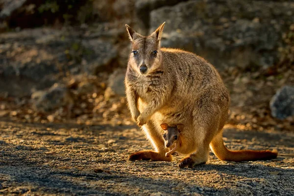 Doğu Gri Bir Kangurunun Bebeğinin Güneş Işığının Altındaki Bir Çayırda — Stok fotoğraf