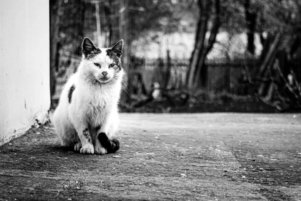 壁の横に座っている一匹の猫のグレースケール — ストック写真