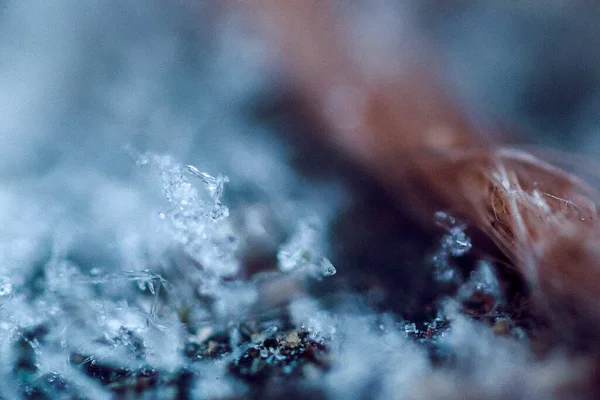 冬季霜冻覆盖的植物和草地的特写 — 图库照片