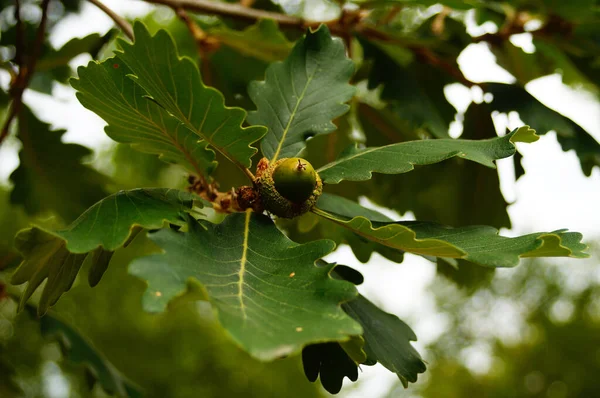 Leaves and fruit of the Persian or Caucasian oak. Close-up with bokeh.  Maybe a tree of the future in climate change.