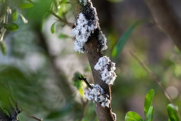 Närbild Ett Träd Som Drabbats Woolly Bladlöss — Stockfoto