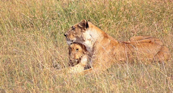 Ein Löwe Und Sein Nachwuchs Masai Mara Reservat Kenia — Stockfoto